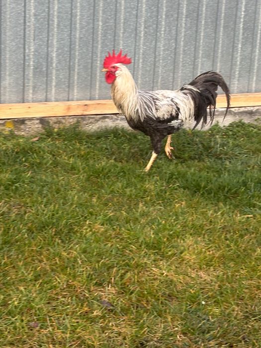 Kogut włoszka z czerwca 2025