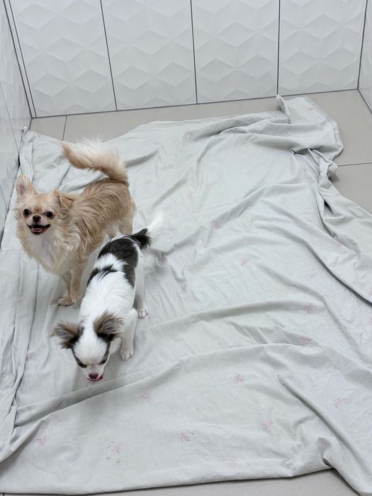 Dziewczynka chihuahua FCi