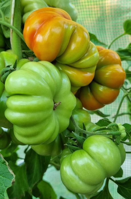 pomidor Costoluto Fiorentino nasiona kolekcjonerskie