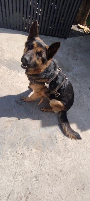 Шлея колар шкіряна нім. вівчарка