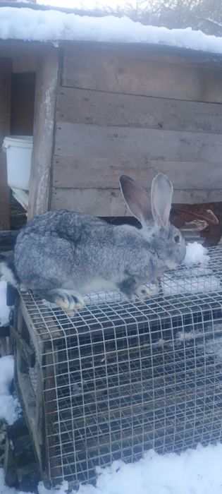 Продам   кролики
