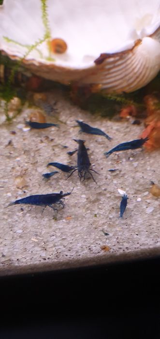 Camarões Neocaridina Blue Dream