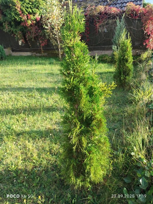 Tuje szmaragd 140 - 160 cm 3 sztuki