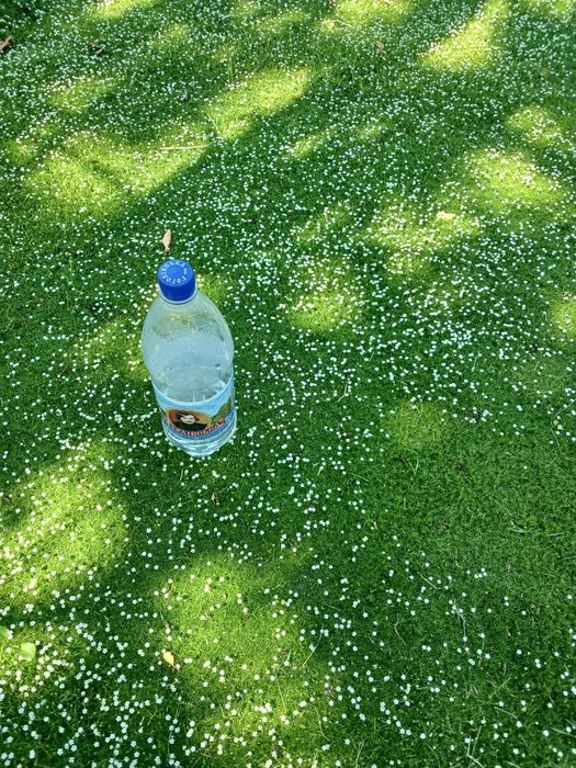 Алоэ вера лечение и косметика