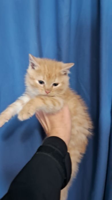 Сонячн рудіі котики