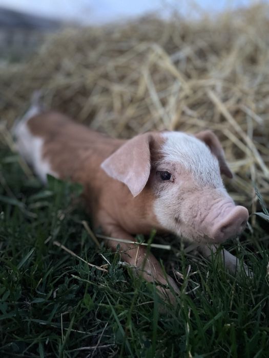 Поросята, пацючок, льошка, свині,