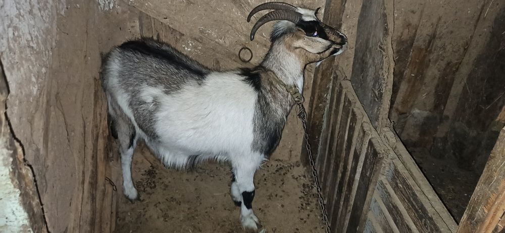 Продам справных упитаных Коз