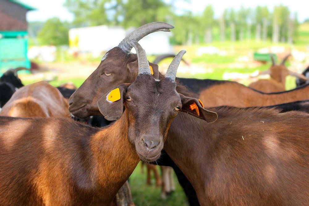 STADO kóz na sprzedaż