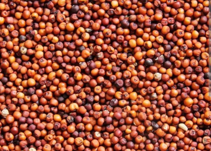 Milhos paincos e sementes africanas