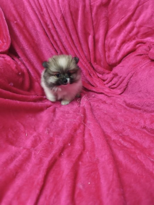 Spitz anão lulu da Pomerânia, fêmea mini