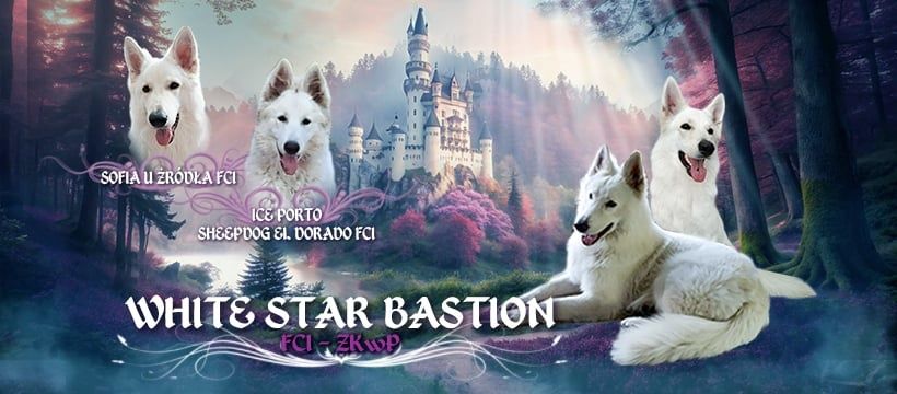 Biały Owczarek Szwajcarski(FCI)-inteligentny  ODCHOWANY chlopczyk