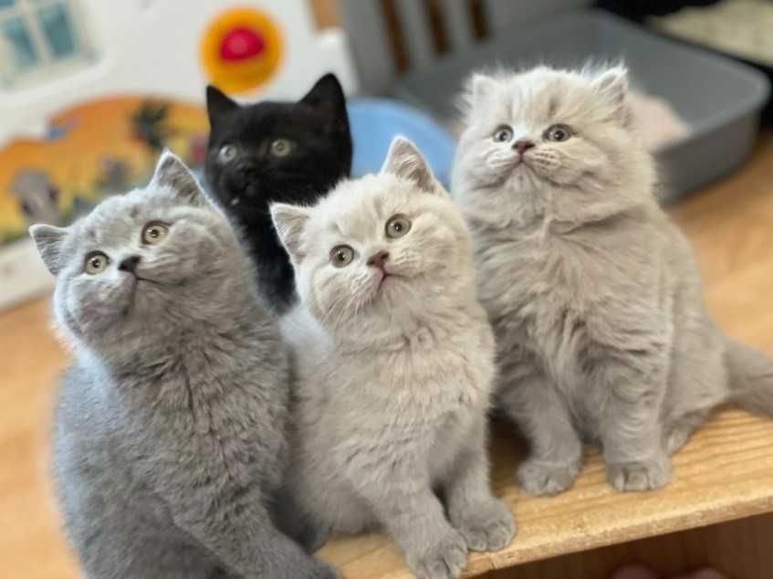 Котята шотландской породы