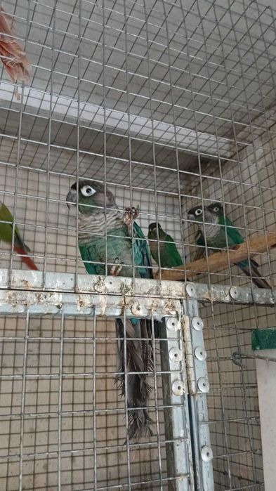 Várias aves disponíveis