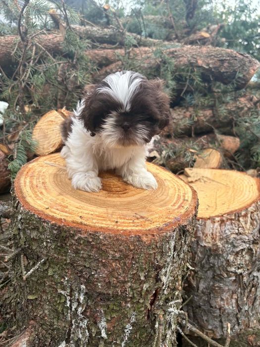 Shih tzu.          .