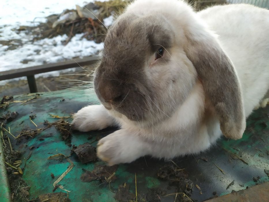 Продам робочих самців Французького барана