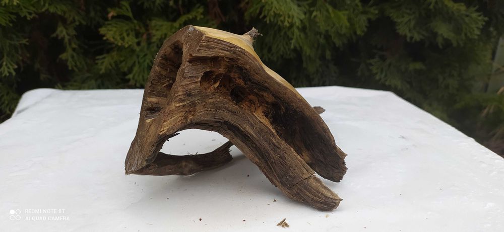 Niezwykły korzeń z otworem na wylot.