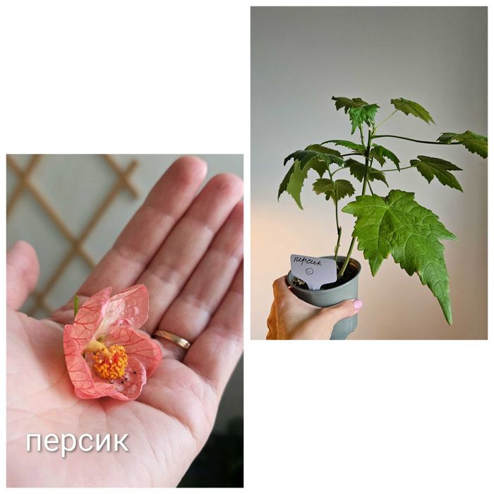 Абутілон, колеус, пахістахіс.