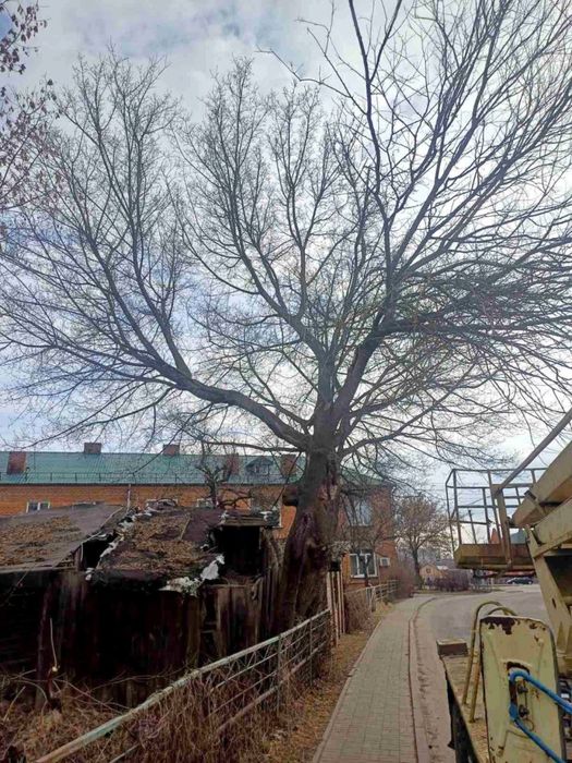 Видалення дерев,підрізання,благоустрій.