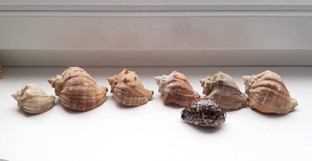 Ракушки Рапаны.             .