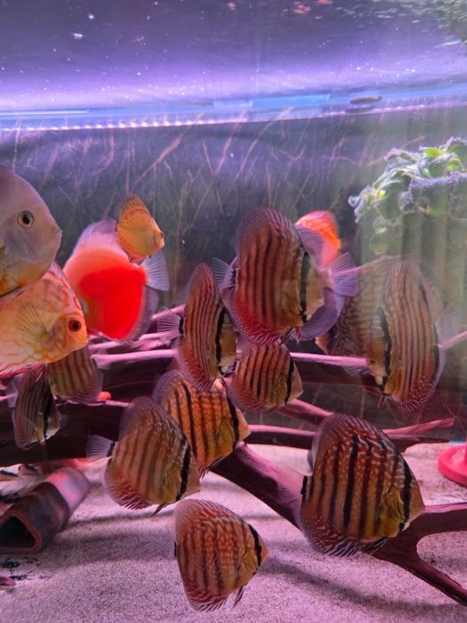 Dyskowce ladnie wybarwione