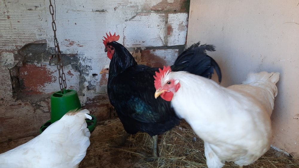 Ovos Galados Jersey Gigante Negro e Brancos