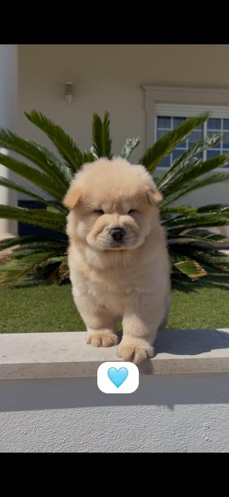 Chow chow macho..