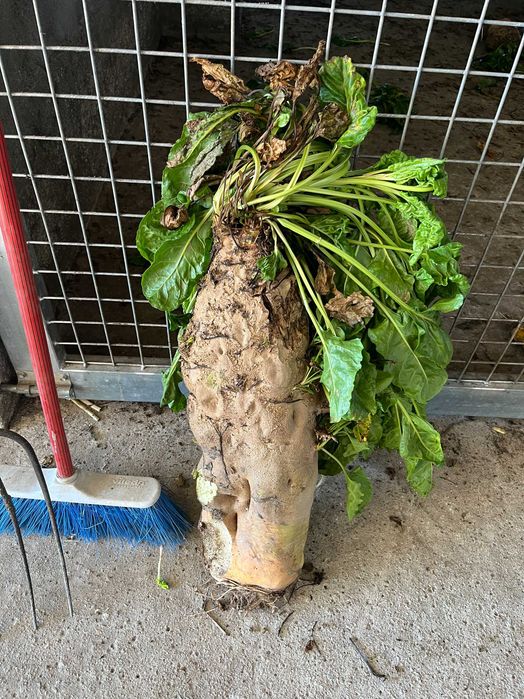 Beterraba forrageira