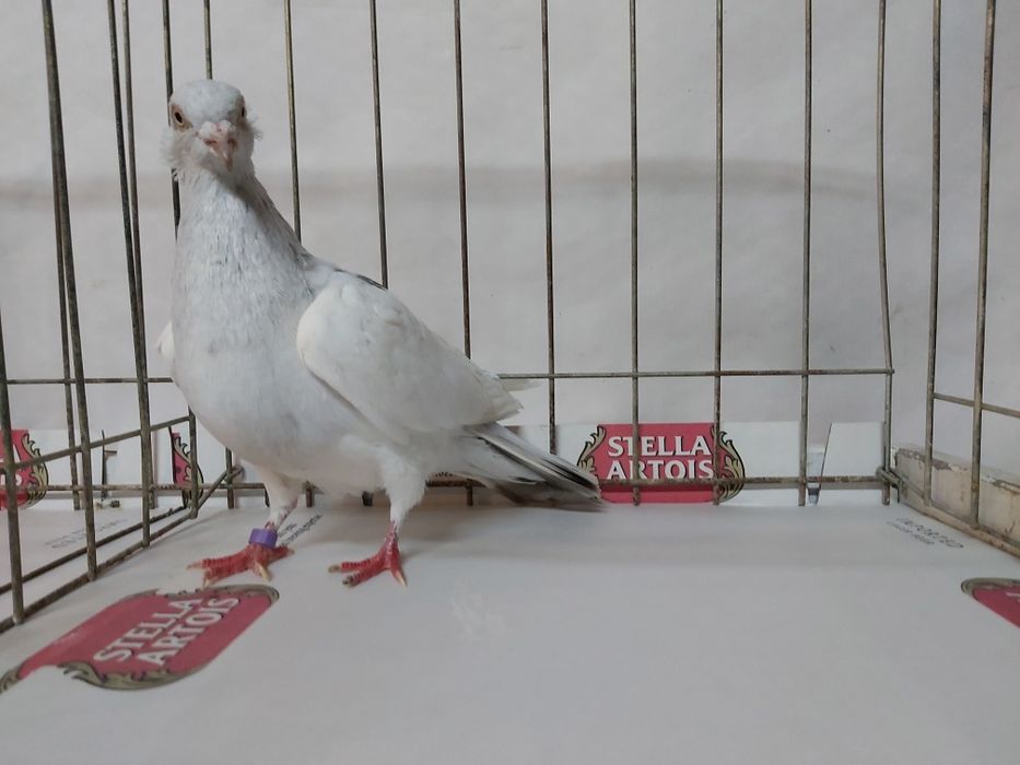 Gołębie Jasne Perłowe