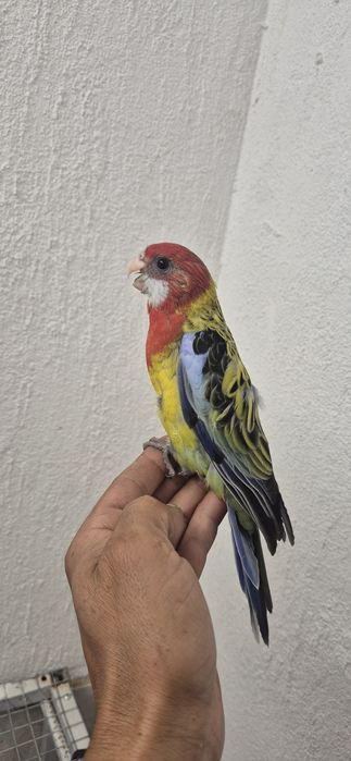 Roselas domesticadas