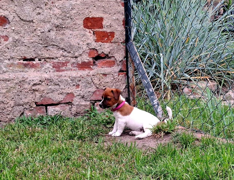 Suczka Jack Russell Terrier FCI ZKwP