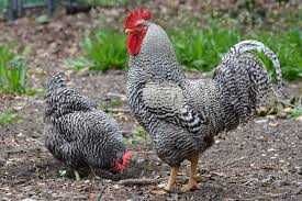 Продам інкубаційне яйце курей кросу Супер Харко.