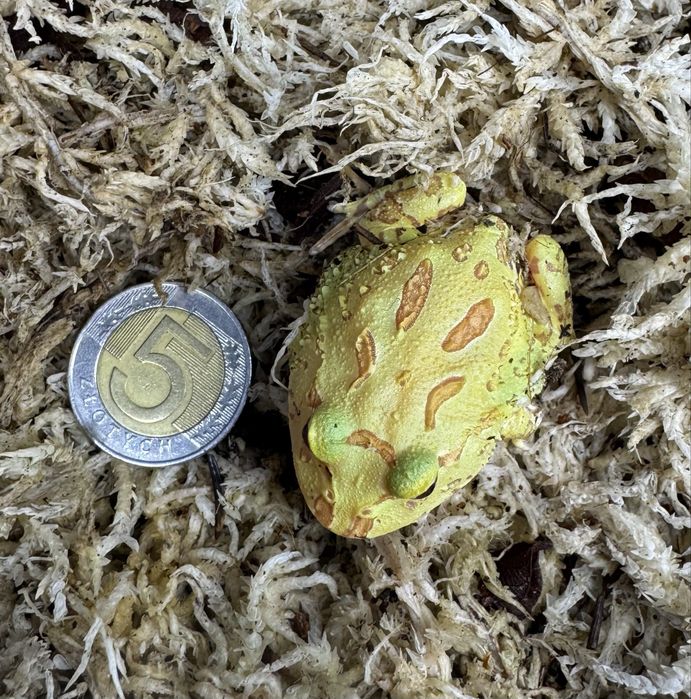 Żaba rogata - młode osobniki, Strawberry oraz Albino