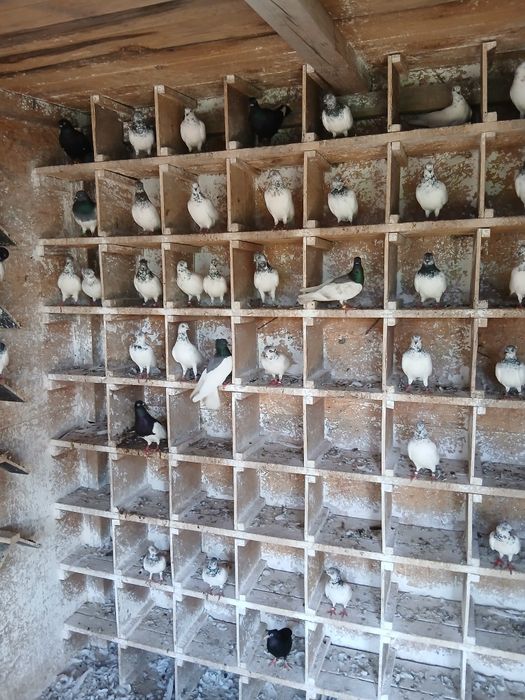 Sprzedam golebie