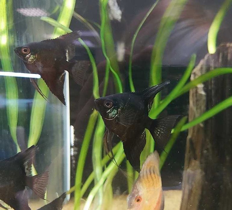 Żaglowiec skalar odmiana PINOY BLACK - Pterophyllum - dowóz, wysyłka