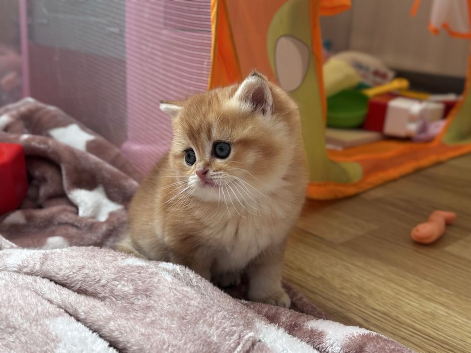 Муркотик золотої шиншили