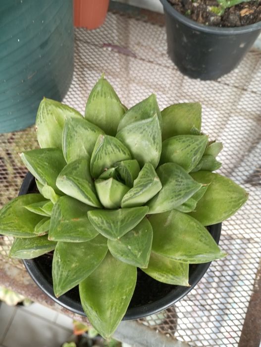 Suculentas disponíveis para entrega  1,50€ e2,50€