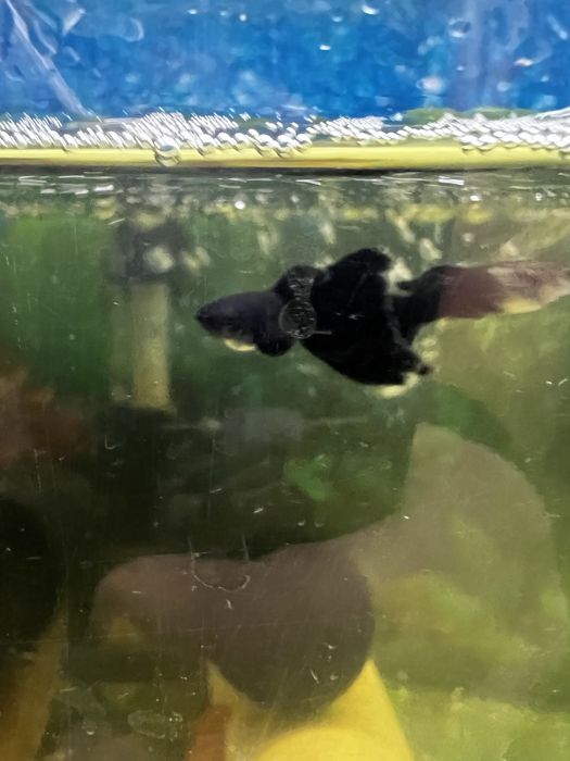 Продаються Гуппі чорний монах та чорний принц