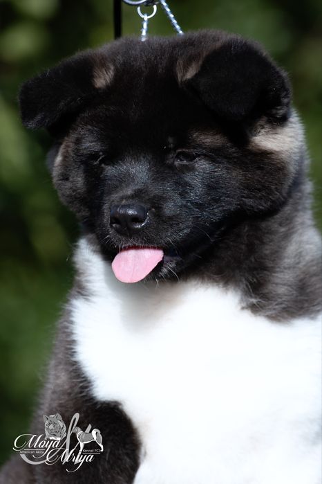 Американська акіта/ американская акита / american akita