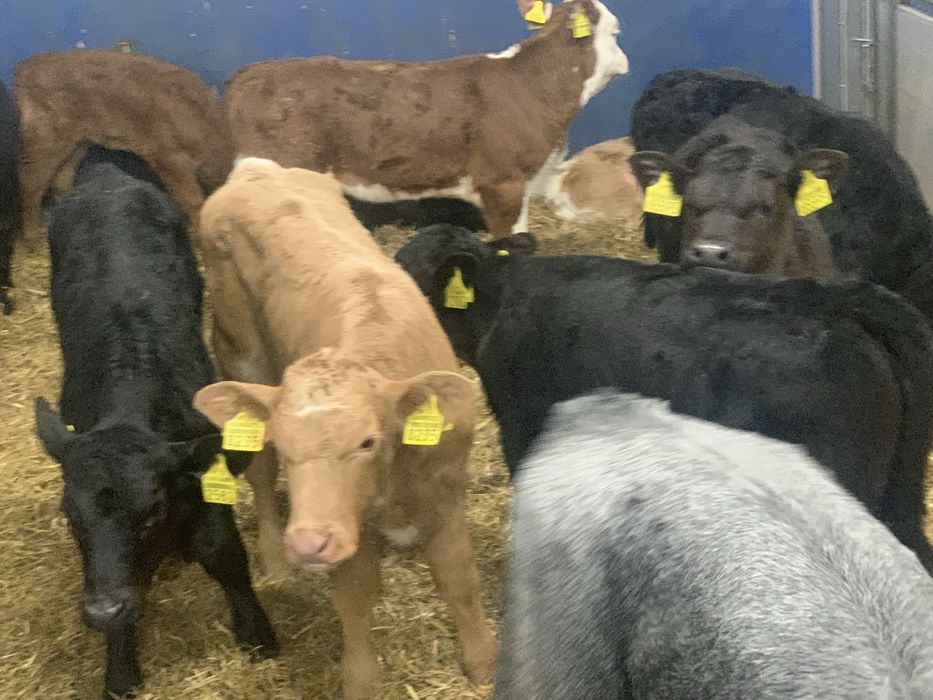 Sprzedam cielaki miesne i mieszańce z dowozem Kielce