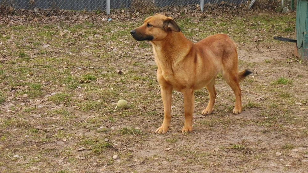 Zdystansowany Jordan szuka troskliwego opiekuna