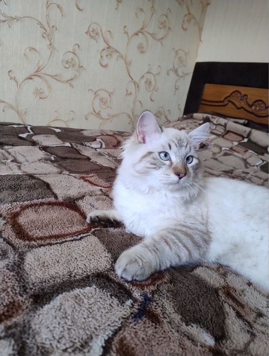 Невский маскарадний КРАСАВЧИК