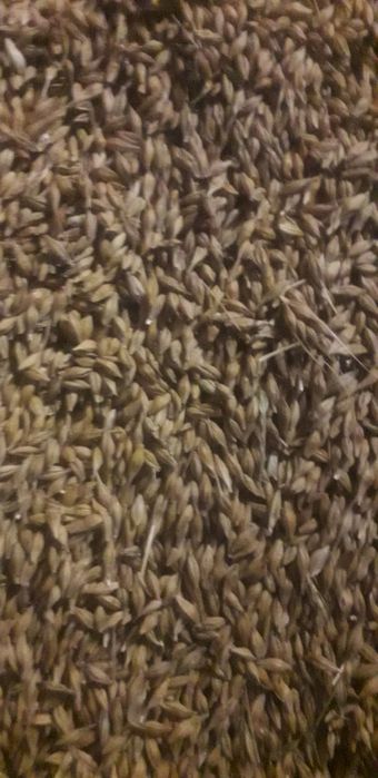 Ячмінь озимий...