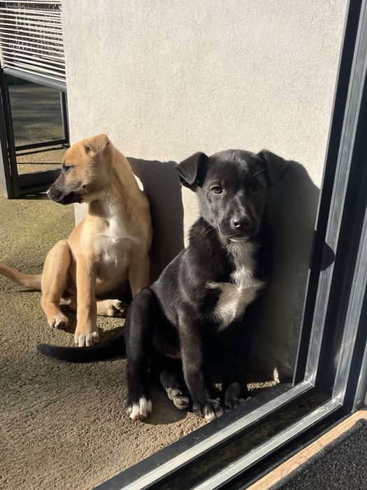 (Reservado) Para adoçao responsavel