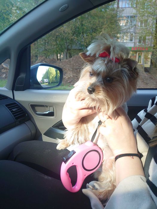 Доставка тварин, Перевезення тварин. Луцьк. Переїзд. Трансфер