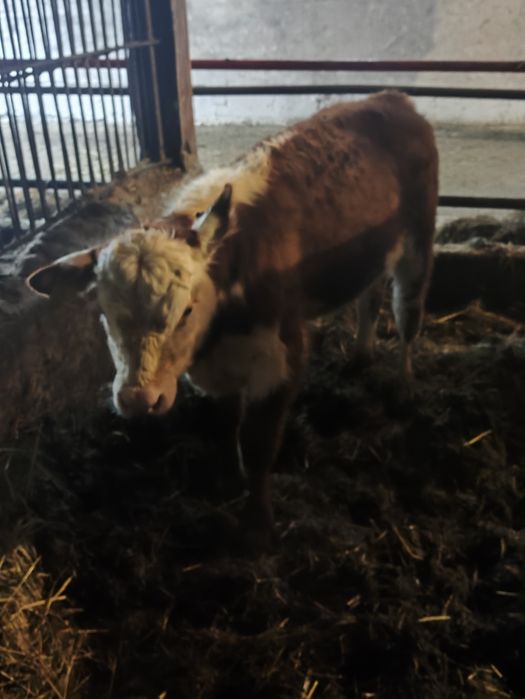 Jałówki cielne mięsne hereford limousine angus