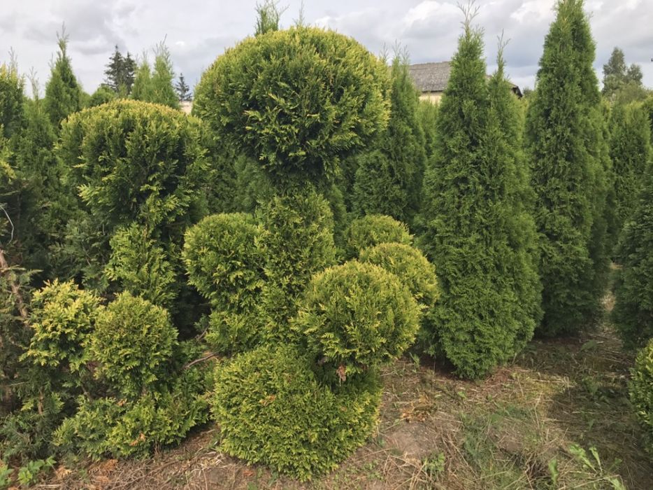 Tuja formowana BONSAI wysokość 150-300cm.