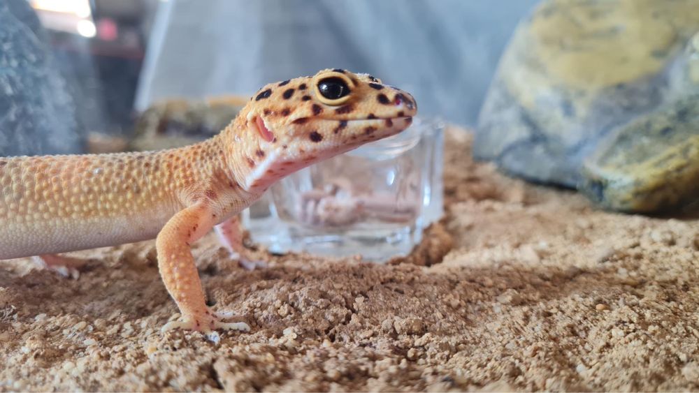 Jaszczurka gekon lamparci (eublefar tygrysi) razem z terrerium