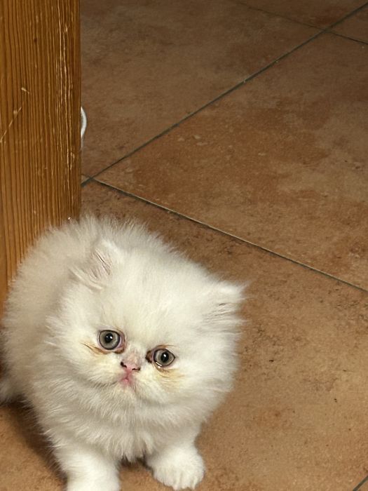 Gatinha persa branquinha