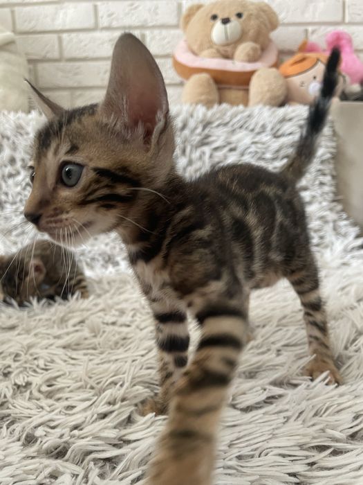 Бенгальські котики