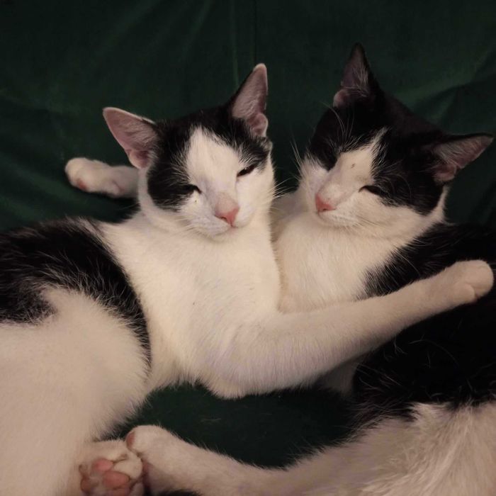 Są dla siebie wszystkim, teraz szukają Ciebie. Adopcja braci.